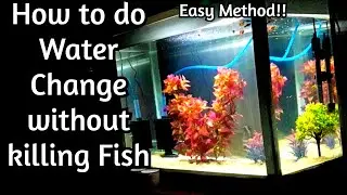 How to do Water change without killing any fries of Fish. Balloon Molly and guppy fries.