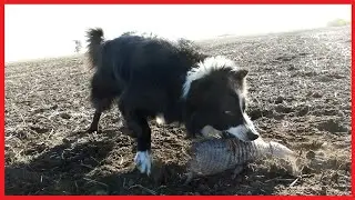 cacería de peludos
