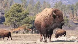Bison video with country music