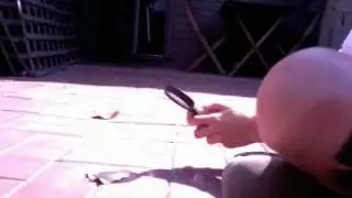 proof that you can burn a leaf with a magnifying glass