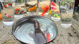 Catch beautiful ornamental fish in small pond, baby turtle, koi fish, guppies, eels, betta fish