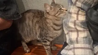 NETIJEN BERTANYA ALFI M3NJAWAB