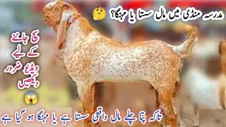 MGFL74/Madrasa Goat Market Update 🐐 | Prices Dropped or Gone High? 🤔