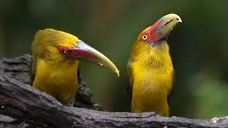 The Atlantic Rainforest from SE Brazil - Photo Tour -        Mata Atl&acirc;ntica Brasileira