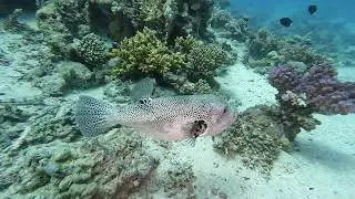 Dreamteam Tauchen in Ägypten Duck Diving Safaga 2022