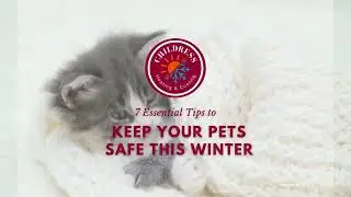 Winter Storm Pet Safety Tips | Keep Your Pets Safe This Winter in Southside, AL