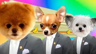 Funny Cute Dogs - Coffin Dance Song (COVER)