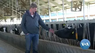 Despite War, Dutch Farmer Stays in Ukraine to Help Country | VOANews