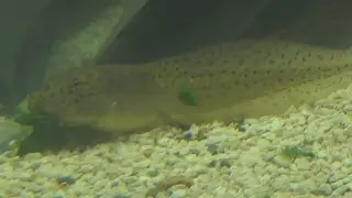 How to Take Care of Tadpoles