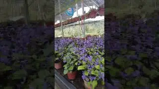 #cameroon #kualalumpur  #Malaysia #walking  #shorts #cameroonwalk #nursery  #plants
