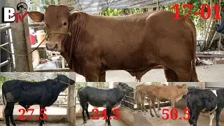 17-1 : Bò Đực BBB 1M2, Bò Đực Xác, Cái Xác, Trại Bò Hoàng Phong