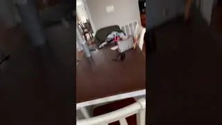 My dogs meeting for the first time! ✨🩷 #trending #dog #cute #wholesome #funny