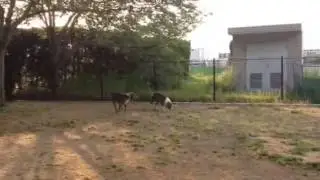 pitbull's @ d dog run..