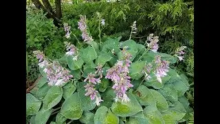 Garden Answer: 85 Stunning Hosta Varieties and Where To Buy Them