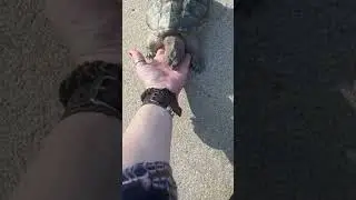 Large tame pet common snapping turtle comes to owner when called #alligatorsnappingturtle #turtle