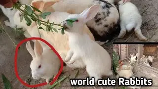 Cute Animal Rabbits As Pets Video / Rabbit Farming in Pakistan/ Pakistani Rabbits/ Ghaffar Chaudhry
