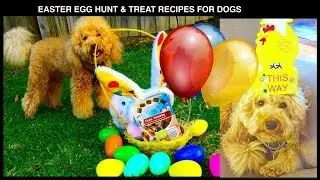 EASTER EGG HUNT DOG PARTY RECIPE TREATS COMPILATION - DIY Dog Food by Cooking For Dogs