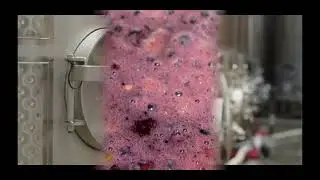 Vintner Katy Long explains the red winemaking process