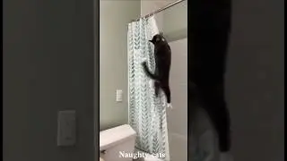 This Cat Is Too Funny 🤣🐱 | #Shorts