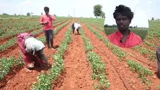 పచ్చిమిర్చి పంటలో అధిక దిగుబడి ఎలా? | Farmers Secret Tips | Green Chilli Farming telugu In Village