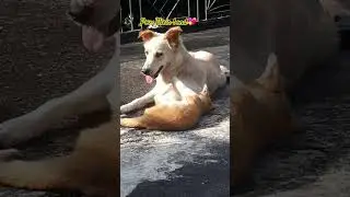 Pov: Their bond💖 #shortsviral #cat #trendingaudio #bond #dog