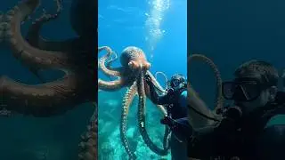 Can You Survive These Sea Animals? 😱
