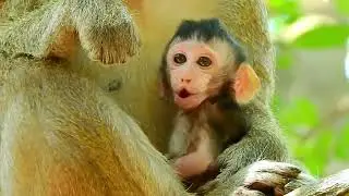 Pity On Baby Monkey Ariana