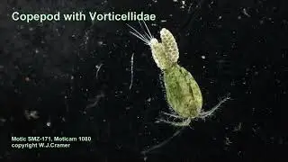 Copepod with Vorticellidae