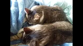 CATS THINK THERE BABIES STILL SUCKLING TOGETHER ON A BLANKET-ADORABLE😻