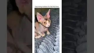 Уморительные неудачи начинающей хозяйки кошки! 😂