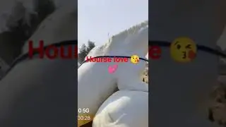 #love#animals#sex