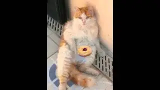 Malta Donut Cat