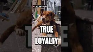 A Dog&rsquo;s Loyalty That Humans Should Learn 🐾 | Petspiration #relaxingmusic #love #souldog