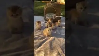 #catslove#Cats#cat#catvideo#bestmeow