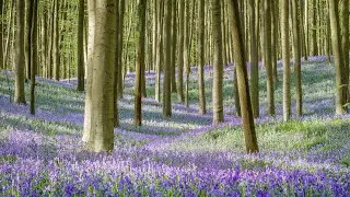 Bois de Hal hallerbos