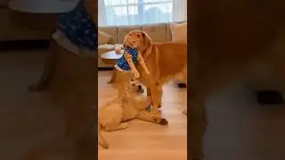 so funny #viral #trending #short