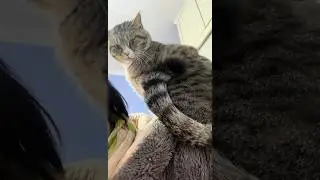 Cursing and swearing, cats will bark like dogs#cat #recordcatdailylife#sillycat #confusingbehavior