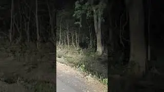 sloth bear sighting at night at tadoba