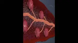 Как вырабатывается молоко в организме матери 20 (3D-анимация)