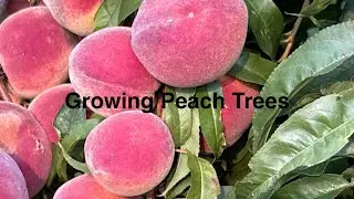 Growing Peach Trees from Seed