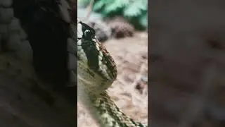 rattle snake weight for reveal#viral