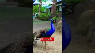 BIRD SOUND #peacock #Soundeffectlibrary