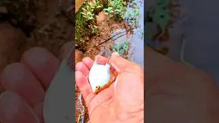 Hunting and catching ornamentalfish, sepat fish #shorts #viralvideo #viralshorts