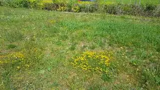 Basingstoke, Hatch Warren, St Marks Meadow &ndash; Horseshoe Vetch May 28 2019