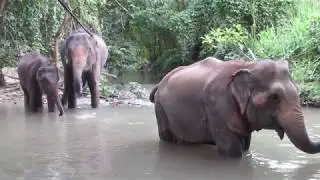 Ethical elephant experiences in Blue Daily Elephant Care Sanctuary, Chiang Mai, Thailand.