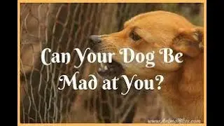 Decoding Canine Communication: 5 Signs Your Dog is Mad With You !