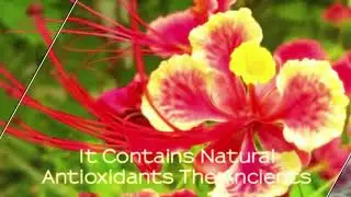 Caesalpinia Spinosa Extract is used in Chilyo Environmental Skincare Products