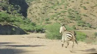 Zebra run