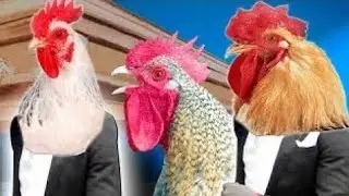 Rooster 