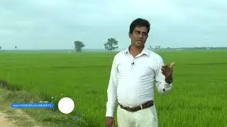 Wasantham Tv 2023.02.04 - அம்பாறையிலும்.. மட்டக்களப்பிலும் நெற்  செய்கையின் தற்போதைய நிலை